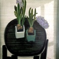 T023 Hyacinth