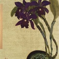 T027 Purple Orchid