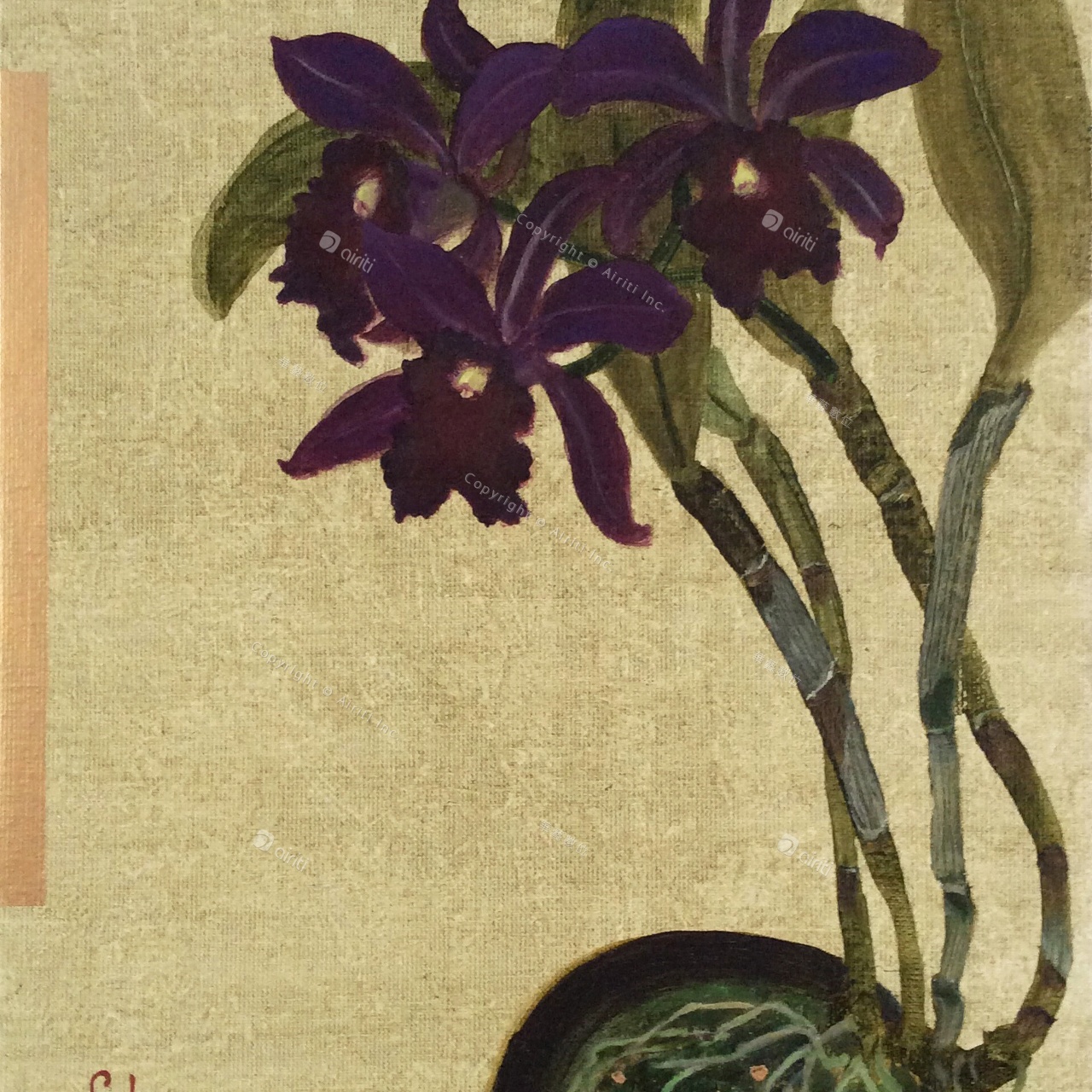 T027 紫洋蘭