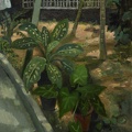 012 Green Corner in Courtyard